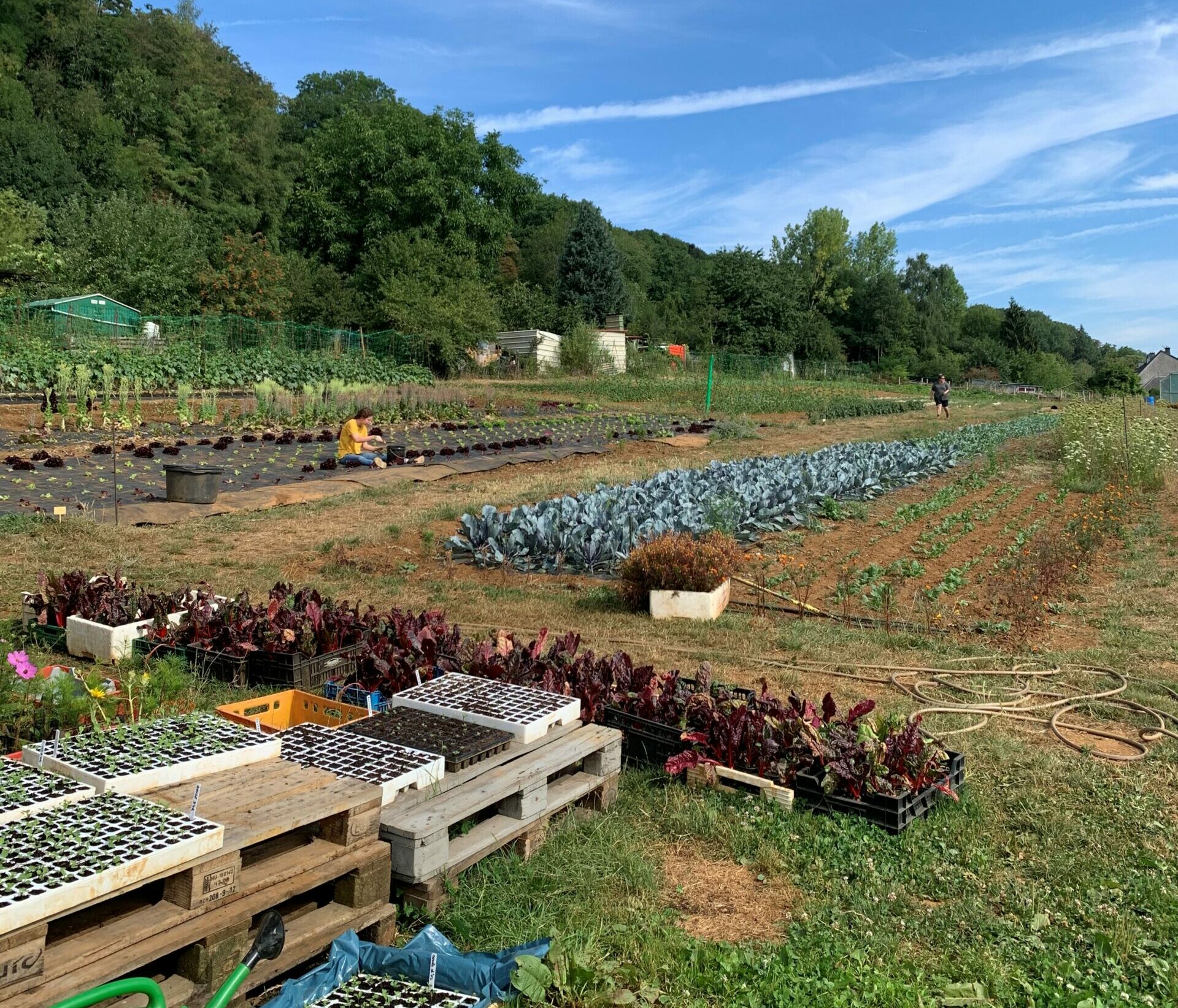 blog-the-vegetable-garden-of-differdange-a-day-in-my-fusilli